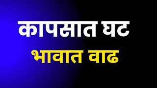 cotton rate today maharashtra