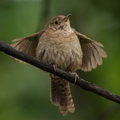 House Wren, Rocky Mountain National Park