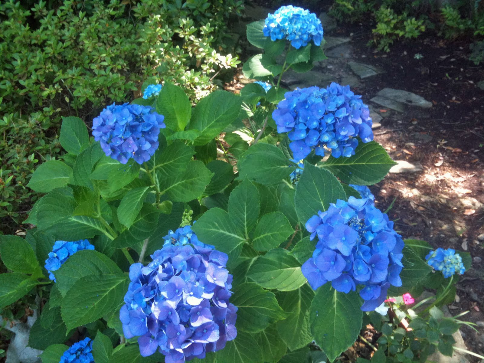 TWISTED IN TEXAS: Wow! Endless Summer Hydrangeas