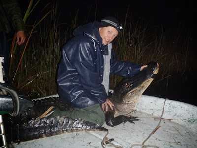 Alligator caught for research in Florida Everglades