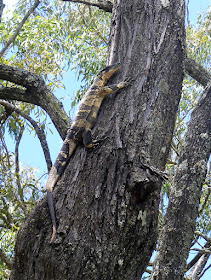 A Lace Monitor (goanna) up an Ironbark Eucalypt tree, Darling Downs, Queensland, Australia. Photographed by Susan Walter. Tour the Loire Valley with a classic car and a private guide.