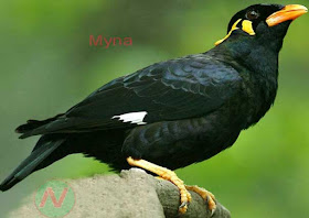 mynah bird, ময়না