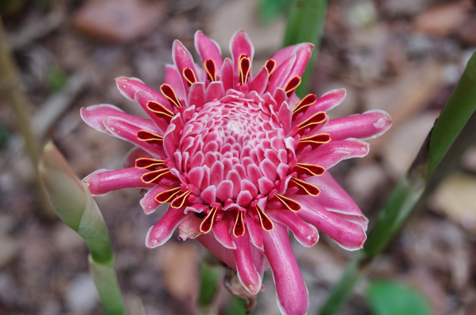 Trees and Plants Torch Ginger Bunga Kantan  