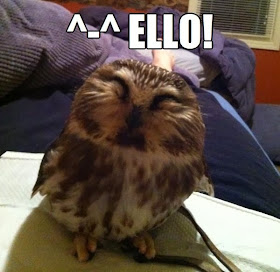 30 Funny animal captions - part 18 (30 pics), cute owl pic meme, ello