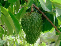 Research Soursop Leaves for Cancer Drugs