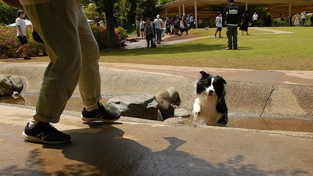 保護犬 ボーダーコリー トーマ 小谷流の里ドギーズアイランド