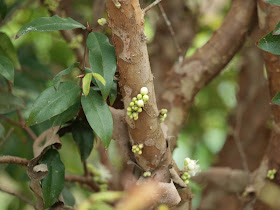 樹葡萄（嘉實果）花苞與開花