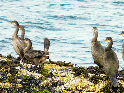 imm Shags, Llyn Peninsular