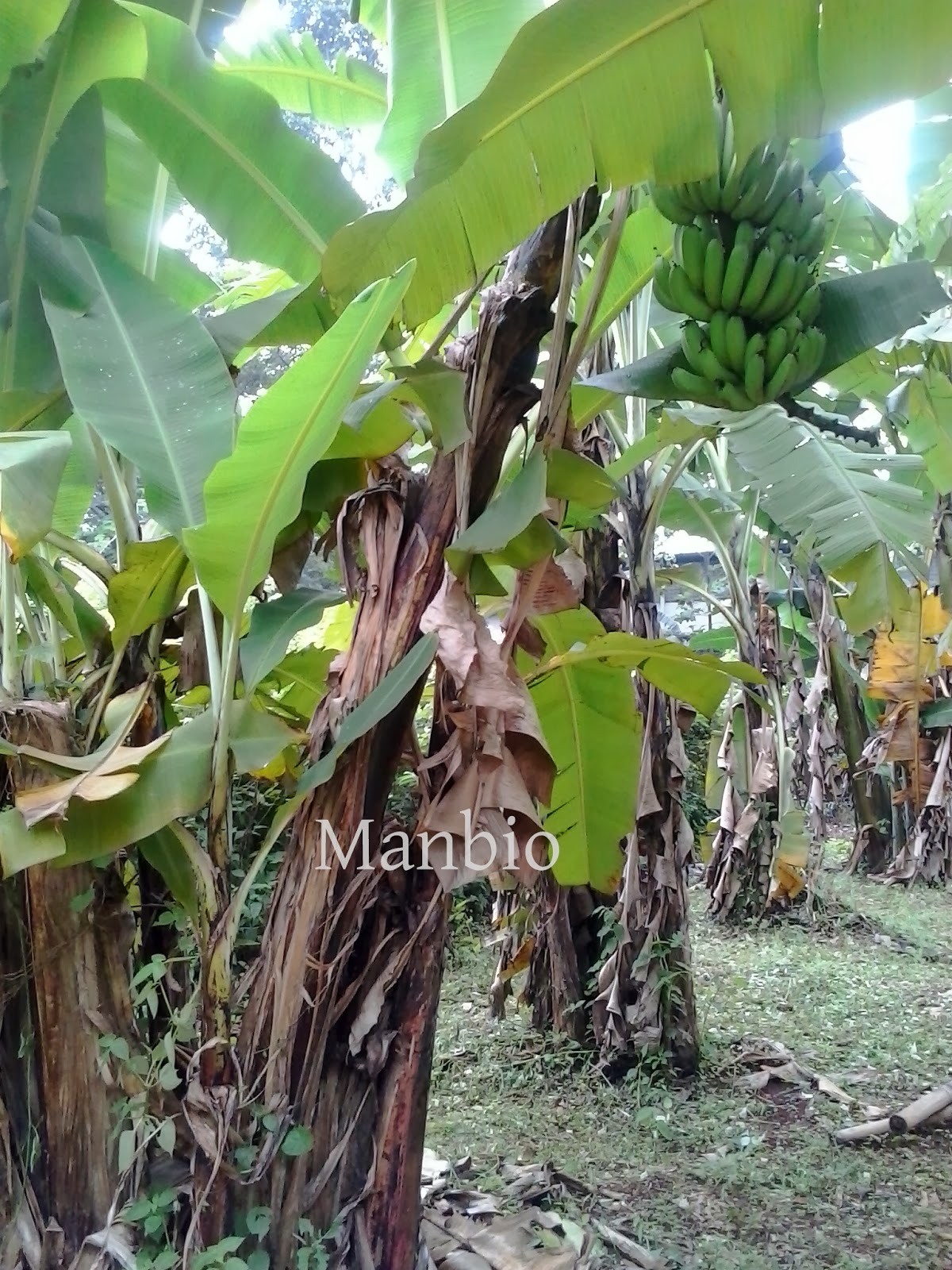 Bibit Pisang Kultur Jaringan: Budi Daya Tanaman Pisang 