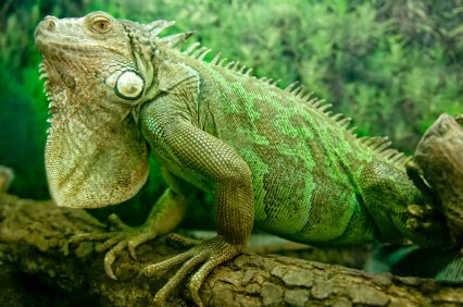  hewan  reptil  cantik untuk peliharaan  Memperoleh 