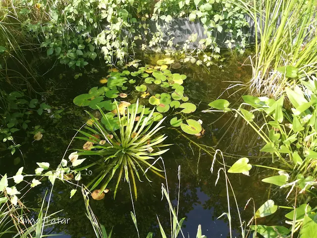 Garten_Teich_Bepflanzung