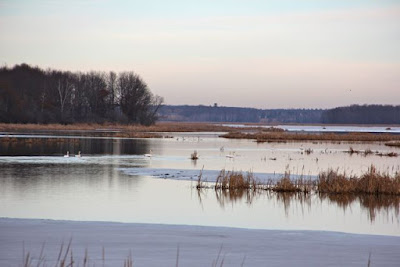 late Autumn swans on Carlos Avery