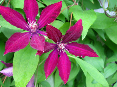 Annieinaustin,last purple clematis