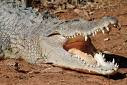 the giant crocodile borneo 15 meters long