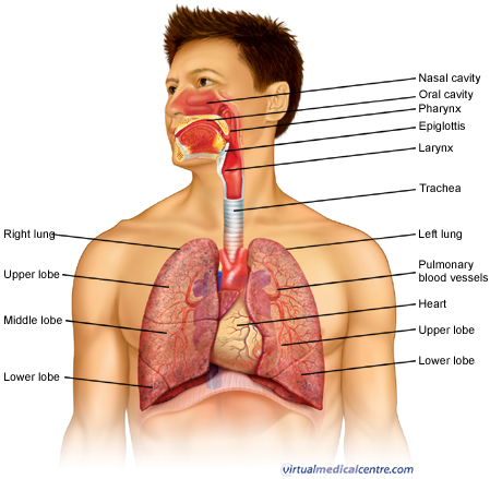 Digestive System Coloring Page