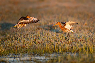 Wildlifefotografie Uferschnepfe Ochsenmoor Olaf Kerber