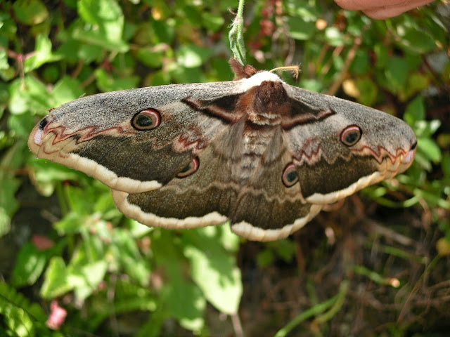 Saturnia pyri