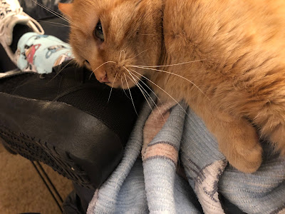 Orange cat resting head on a shoe