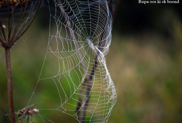 मकड़ी के बारे में 34 रोचक जानकारी || 34 Interesting facts about spider ||