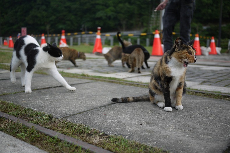 houtong-cats-4