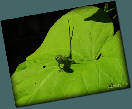 lizard on leaf wm.jpeg