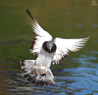 Paloma bravía (Columba livia).