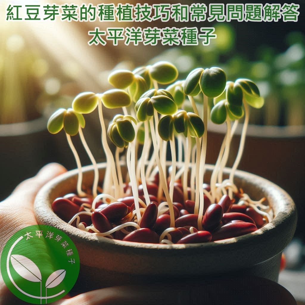 紅豆芽菜的種植技巧和常見問題解答