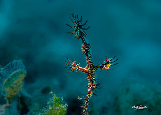 Night diving at the Gili Islands with Oceans 5 Gili Air