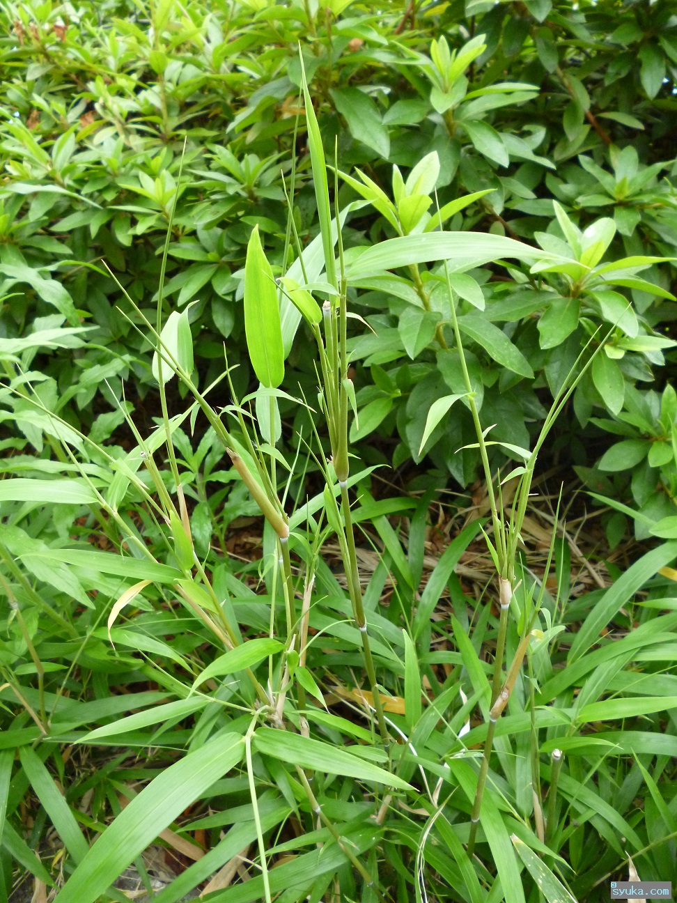 植物図鑑 都会で見られるイネ科 大阪市内河川敷で見られる雑草等 情報秘密基地