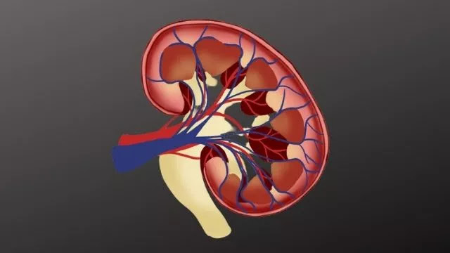 10 causes of kidney damage u should know