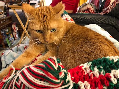orange cat with Christmas yarn
