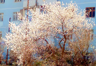 tree blossoms under sunlight