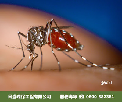 https://zh.wikipedia.org/zh-tw/%E7%99%BD%E7%B4%8B%E4%BC%8A%E8%9A%8A#/media/File:Aedes-albopictus.jpg