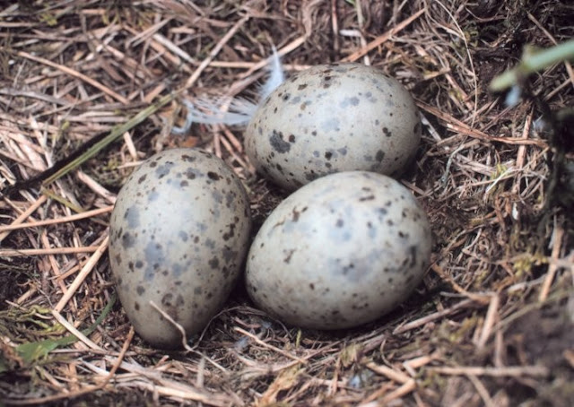 Pictures Of Bird Eggs