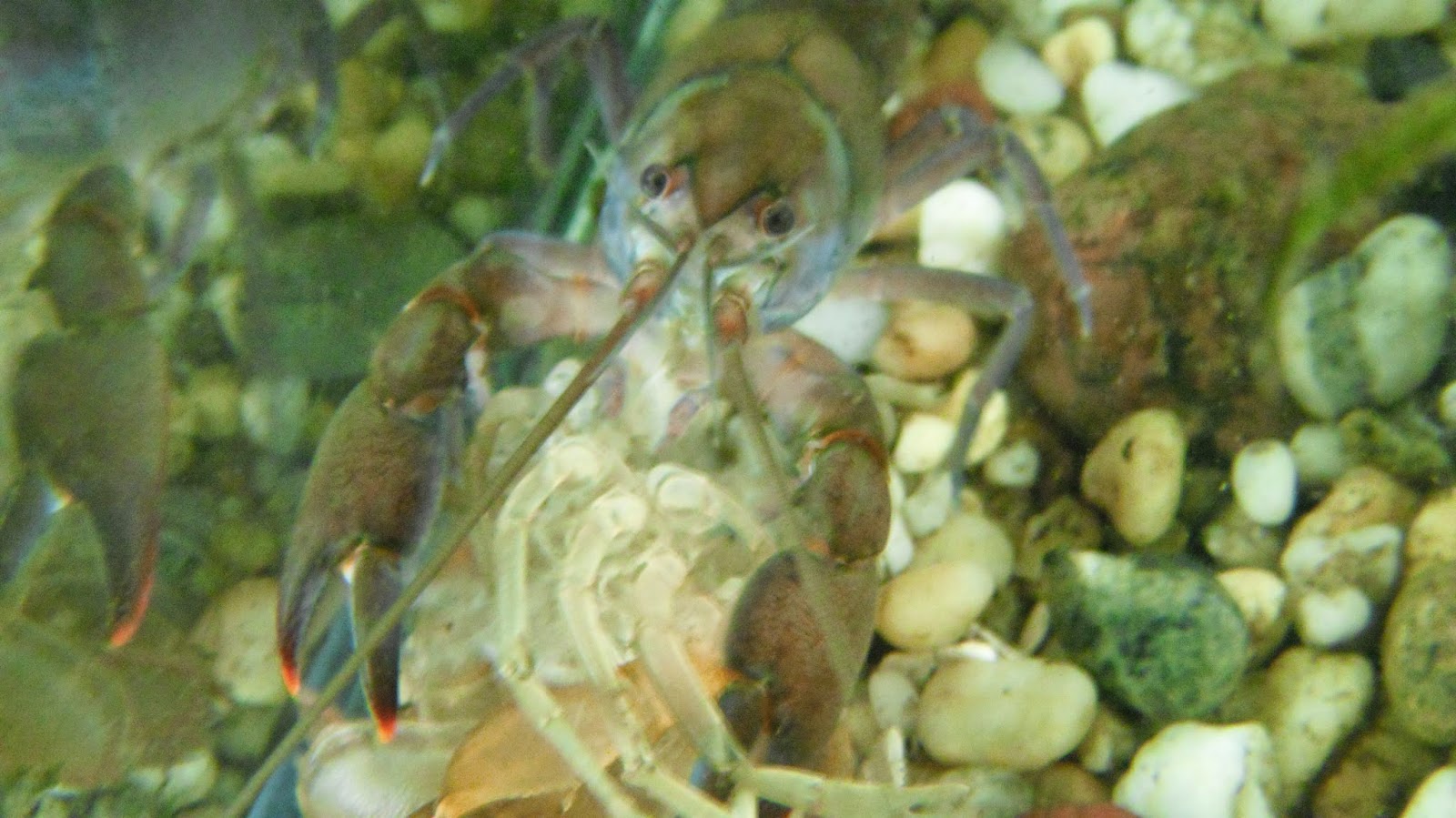 YabbyMan - Freshwater Yabbie - Yabby - Crawfish: Yabbies 