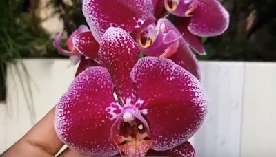 media tanam,bunga anggrek,anggrek bulan,ciri-ciri bunga anggrek bulan,harga bunga anggrek,pupuk,cara tanam,Cattleya, Dendrobium,Grammatophylum, Oncidium, Phalaenopsis, Spathyphyllum, anggrek tanah,Vanda, 