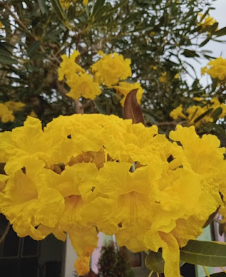 Pohon tabebuya kuning