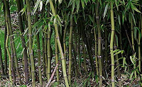 Bamboo Zone 43