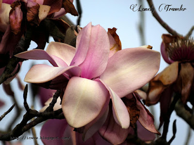 Campbell's magnolia - Magnolia campbellii