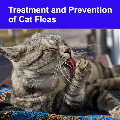 Treatment and Prevention of Cat Fleas