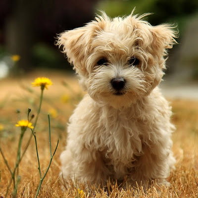 Cute Puppy Wallpaper-Cute Puppy