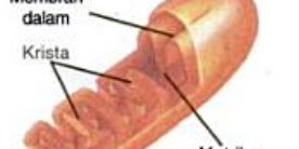 Mitokondria Sel dan Fungsi Mitokondria