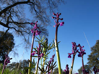 Orquídea (Anacamptis morio)