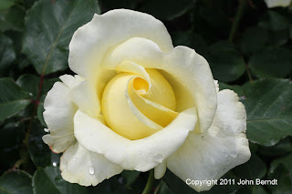 Maplewood Rose Garden - Rose Elina