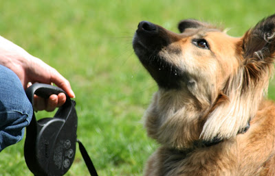 Things You Should Know Before Engaging to Dog Obedience Training