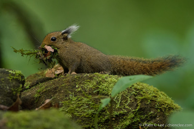 Белка Уайтхеда (Exilisciurus whiteheadi)