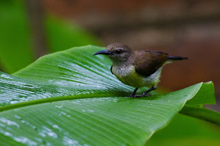 A Bathing Purple rumped Sunbird photographed in Colombo, Sri Lanka