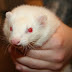 White Rat With Red Eyes For Sale In Lahore