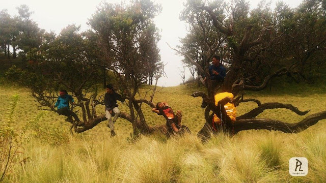 Pendakian Gunung Lawu Via Candi Cetho