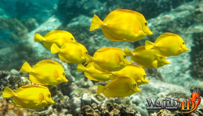 Mengenal Ekosistem Ikan Yellow Tang